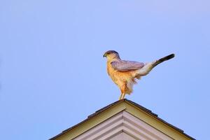 scharfkantig Falke thront auf das Gipfel von ein Haus suchen zum Essen während ein Ohio Winter foto