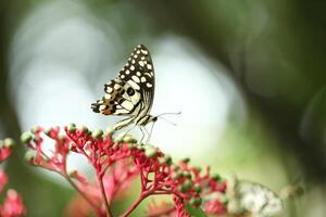 Limette Schmetterling oder Zitrone Schmetterling saugen Nektar von Blumen. foto