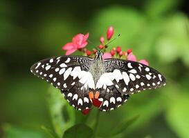 Limette Schmetterling oder Zitrone Schmetterling mit Grün Blätter Hintergrund. foto