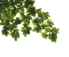 Grün Blätter mit Ast isoliert auf Weiß Hintergrund. indisch Mandel Blätter. foto