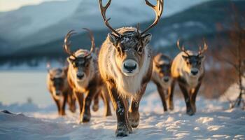 ai generiert Schnee bedeckt Landschaft, Hirsch Herde Weiden lassen im Wildnis generiert durch ai foto