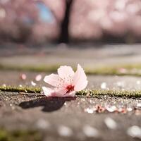 ai generiert Kirsche Blüten fallen zu das Boden foto