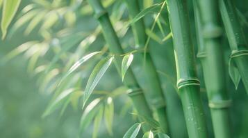 ai generiert elegant Nahansicht von Bambus. foto
