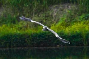 verbreitet Reiher das wild Vogel foto