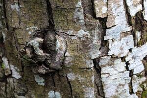 das Textur von Peeling Star Obst Holz foto