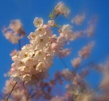 zart und schön Kirsche blühen gegen Blau Himmel Hintergrund. Sakura Blüte. japanisch Kirsche Blüte. foto