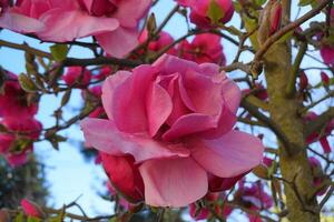 felix jury magnolie blühender baum. Schöne Magnolien-Riesenblumen vor Haus und blauem Himmelshintergrund aus nächster Nähe. foto