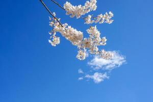 zart und schön Kirsche blühen gegen Blau Himmel Hintergrund. Sakura Blüte. japanisch Kirsche Blüte. foto