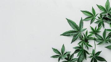 ai generiert beschwingt Grün Cannabis Blätter Stand aus auf ein Weiß Leinwand. ai generiert. foto