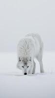 ai generiert Wolf Spaziergänge durch das Schnee foto