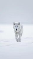 ai generiert Wolf Spaziergänge durch das Schnee foto