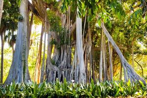 Ficus Baum. gplant im ein Park im puerto de la cruz. Nord Teneriffa, Kanarienvogel Inseln, Spanien foto