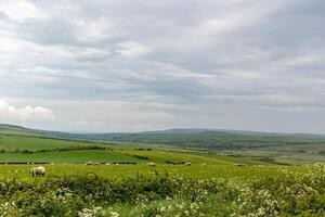 idyllisch ländlich Landschaft mit Grün Felder, Weiden lassen Schaf, und ein wolkig Himmel. foto