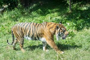 majestätisch Bengalen Tiger Gehen im üppig Grün Gras mit ein konzentriert Blick, Anzeigen es ist Orange und schwarz gestreift Mantel im ein natürlich Lebensraum beim London Zoo. foto