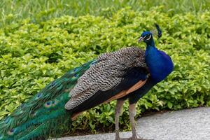 majestätisch Pfau Anzeigen beschwingt Blau und Grün Gefieder, mit ein verschwommen Grün Hintergrund beim kew Gardens, London. foto