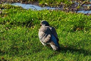 Taube auf Grün Gras mit ein Wasser Pfütze im das Hintergrund. foto