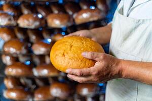 frisch Brot im das Hände von ein Bäcker. industriell Brot Produktion. Nahansicht. foto