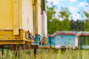 Bienenstöcke in einem Bienenhaus mit Bienen, die in einem grünen Garten zu den Landebrettern fliegen foto