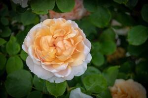 Nahansicht von ein zart pfirsichfarben Rose im blühen mit Weicher Fokus Grün Laub im das Hintergrund beim kew Gardens, London. foto