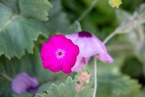 beschwingt Rosa Blume mit ein verschwommen Grün belaubt Hintergrund beim kew Gardens, London. foto