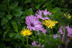 beschwingt lila und Gelb Blumen Blühen unter üppig Grün Laub beim kew Gardens, London. foto