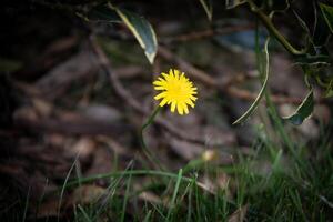 Single Gelb Löwenzahn Blume Blühen im natürlich grasig Umgebung mit Sanft Fokus Hintergrund beim kew Gardens, London. foto