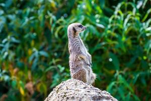 warnen Erdmännchen Stehen auf ein Felsen mit Grün Laub im das Hintergrund beim London Zoo. foto