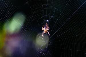 Spinne auf Netz mit natürlich Bokeh Hintergrund foto