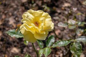 ein beschwingt Gelb Rose im voll blühen mit ein verschwommen natürlich Hintergrund. foto