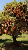 ai generiert Mango Baum im das Obstgarten foto