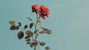 ai generiert rot Rosen gegen ein Blau Mauer foto