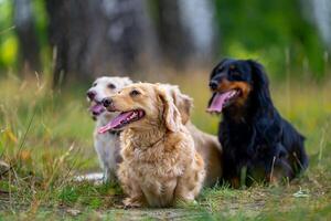 voll Länge Aussicht von das vier süß klein Hunde sind posieren auf Natur Hintergrund. verschwommen Hintergrund. Haustiere und Tiere Konzept foto