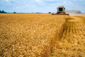 schwer Technik im Weizen Feld während das sonnig Tag. Gelb kombinieren Ernte trocken Weizen. Farmer beobachten Prozess foto