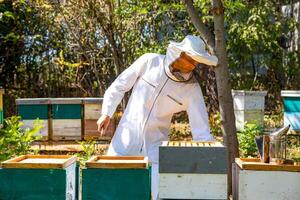 hart arbeitend Imker prüft Bienenstöcke im ein Bienenhaus. Mann im schützend Weiß Uniform beim Garten mit viele Bienenstöcke. foto