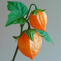 ai generiert Physalis auf ein Weiß isoliert Hintergrund - - ai generiert Bild foto