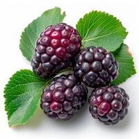 ai generiert reif und lecker schwarz Maulbeeren auf ein Weiß isoliert Hintergrund - - ai generiert Bild foto