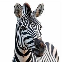 ai generiert Zoo, Zebra auf Weiß isoliert Hintergrund - - ai generiert Bild foto