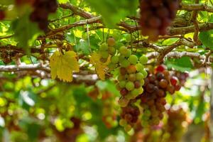 rot und Grün Weinberg im das früh Sonnenschein mit rundlich Trauben geerntet beladen warten rot Wein ernährungsphysiologisch trinken im neunh Thuan Provinz, Vietnam foto