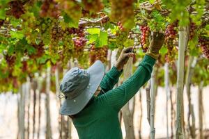 Farmer Schneiden rot Trauben im Weinberg im das früh Morgen, mit rundlich Trauben geerntet beladen warten rot Wein ernährungsphysiologisch trinken im neunh Thuan Provinz, Vietnam foto