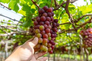 rot und Grün Weinberg im das früh Sonnenschein mit rundlich Trauben geerntet beladen warten rot Wein ernährungsphysiologisch trinken im neunh Thuan Provinz, Vietnam foto