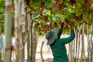 Farmer Schneiden rot Trauben im Weinberg im das früh Morgen, mit rundlich Trauben geerntet beladen warten rot Wein ernährungsphysiologisch trinken im neunh Thuan Provinz, Vietnam foto