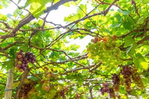 rot und Grün Weinberg im das früh Sonnenschein mit rundlich Trauben geerntet beladen warten rot Wein ernährungsphysiologisch trinken im neunh Thuan Provinz, Vietnam foto