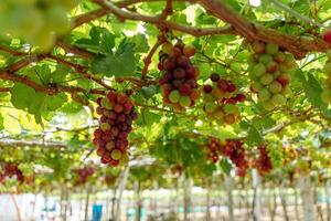 rot und Grün Weinberg im das früh Sonnenschein mit rundlich Trauben geerntet beladen warten rot Wein ernährungsphysiologisch trinken im neunh Thuan Provinz, Vietnam foto