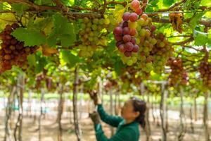 Farmer Schneiden rot Trauben im Weinberg im das früh Morgen, mit rundlich Trauben geerntet beladen warten rot Wein ernährungsphysiologisch trinken im neunh Thuan Provinz, Vietnam foto