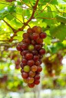 rot und Grün Weinberg im das früh Sonnenschein mit rundlich Trauben geerntet beladen warten rot Wein ernährungsphysiologisch trinken im neunh Thuan Provinz, Vietnam foto