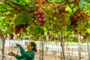 Farmer Schneiden rot Trauben im Weinberg im das früh Morgen, mit rundlich Trauben geerntet beladen warten rot Wein ernährungsphysiologisch trinken im neunh Thuan Provinz, Vietnam foto