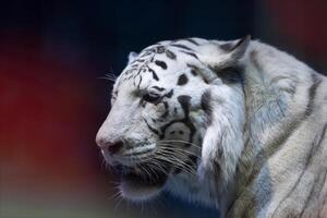 Weiß Tiger Nahansicht auf ein dunkel Hintergrund. foto