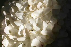 Weiß Phlox Blumen Nahansicht mit Schatten Belichtung. foto