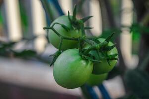 ein Zweig von Tomate Das ist immer noch Grün auf das Pflanze foto