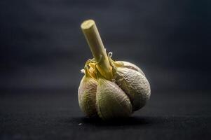 ein Knoblauch isoliert auf schwarz Hintergrund foto